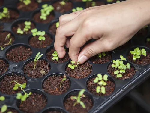 Automatisierung im Vertical Farming